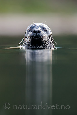 BB 15 0573 / Phoca vitulina / Steinkobbe